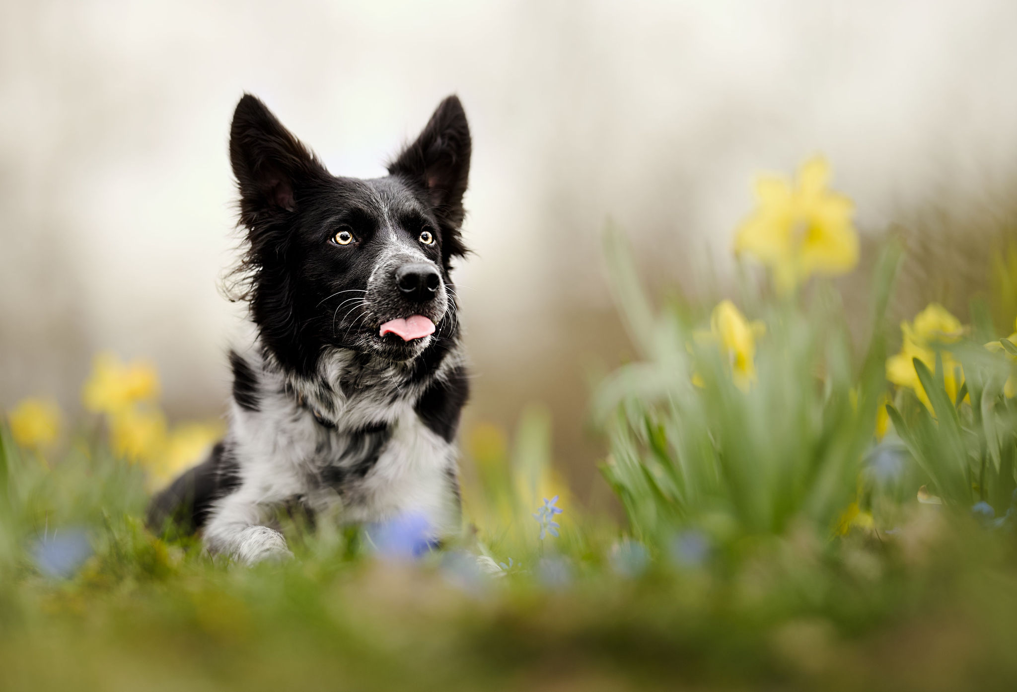 border collie na polu żonkili ze śmieszną miną z wywalonym językiem