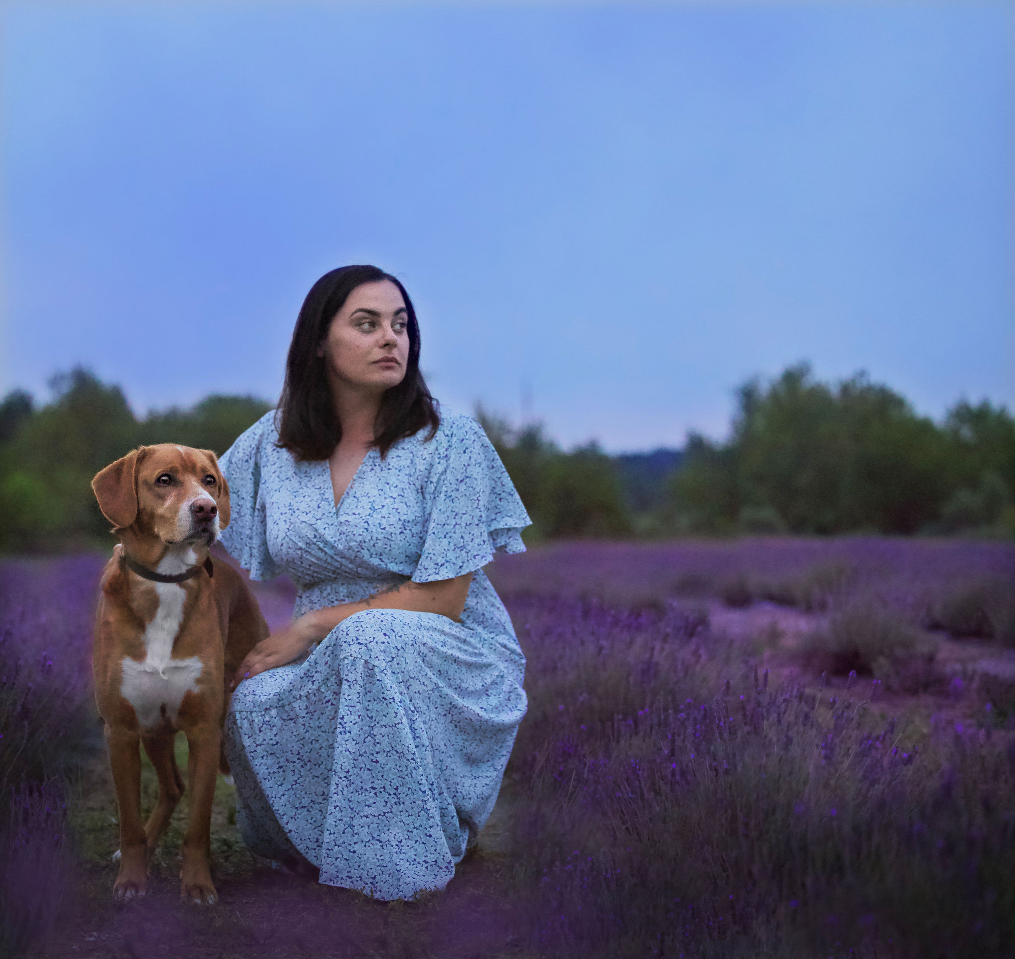 kobieta w niebieskiej sukience i kundelek na polu lawendy po zachodzie słońca w blue hour