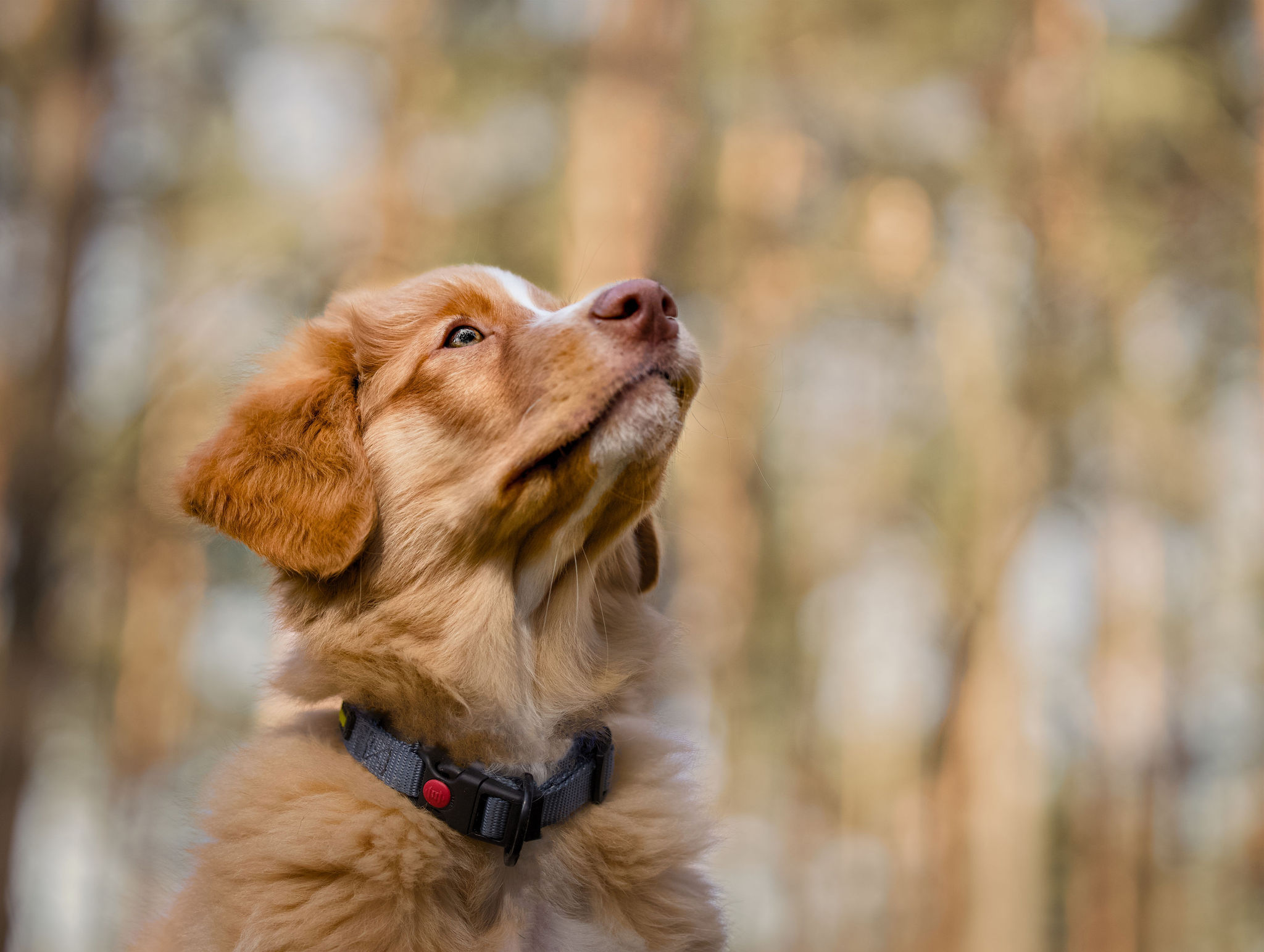 poważny portret szczeniaka Nova Scotia Duck Tolling Retriever w podwarszawskim lesie