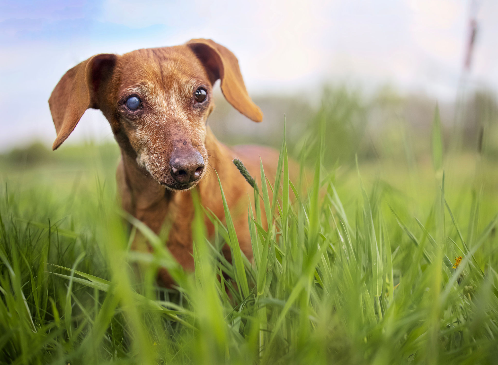 portret starszego, niewidomego psa jamnika w okolicach jego domu na wsi