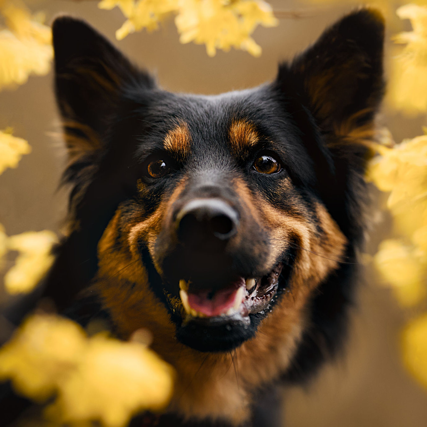 chodsky pes w forsycjach portret z bliska