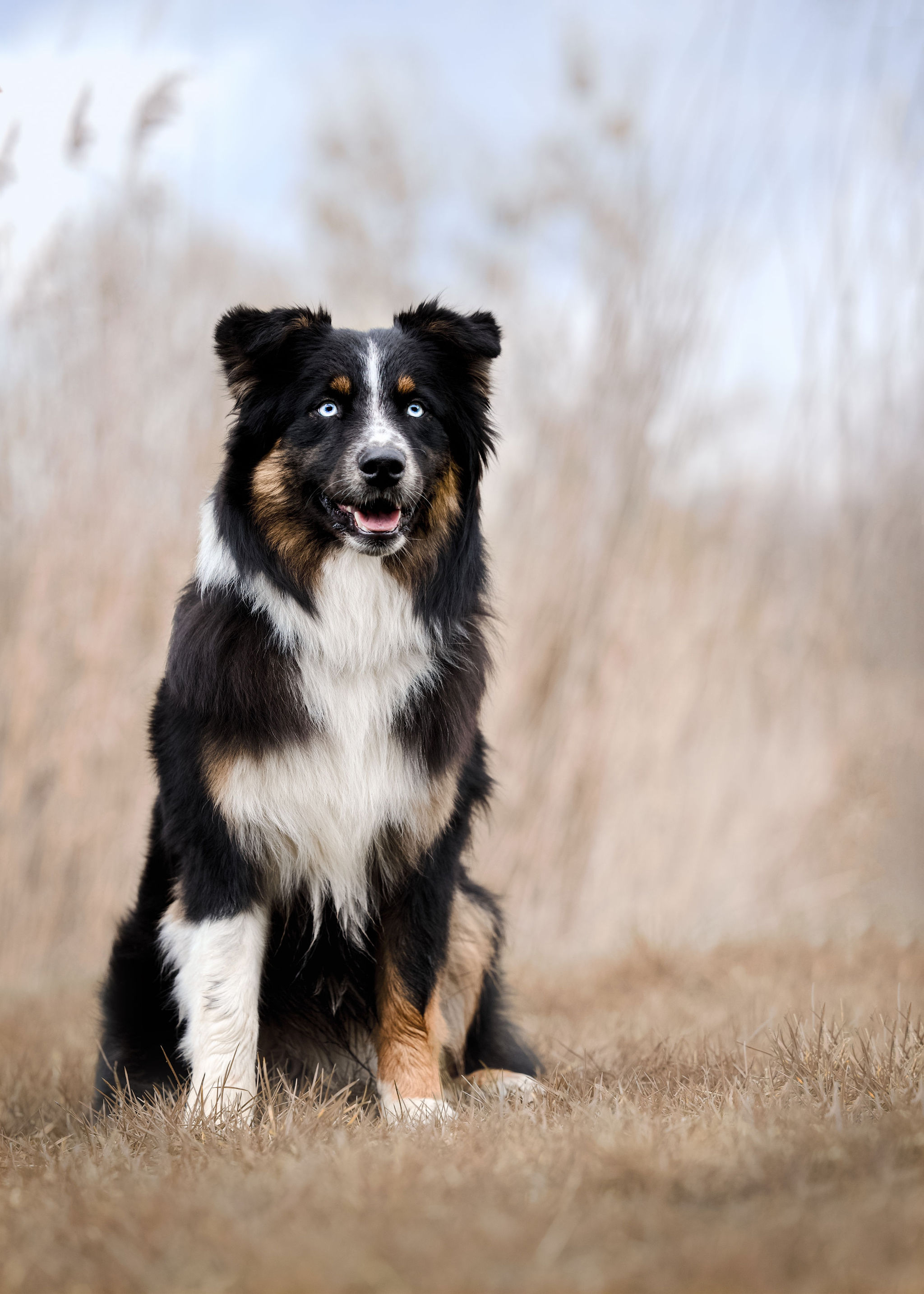 niesamowity, dziko wyglądający Aussie black trikolor z niebieskimi oczami w delikatnej, subtelnej kolorystycznie scenerii po wystawie w Pruszkowie