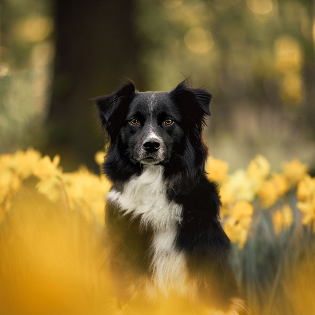 piękny portret owczarka australijskiego w żonkilach z płytką głębią ostrości i bokeh