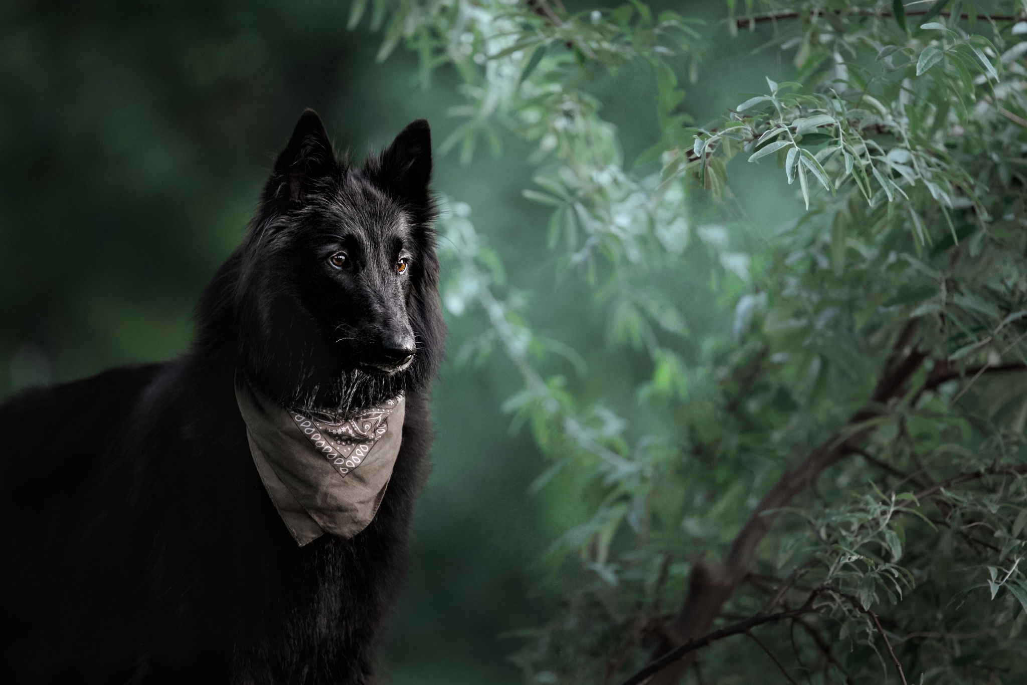 portret typu fine art owczarka belgijskiego groenendael w gąszczu zielonych liści na warszawskiej woli