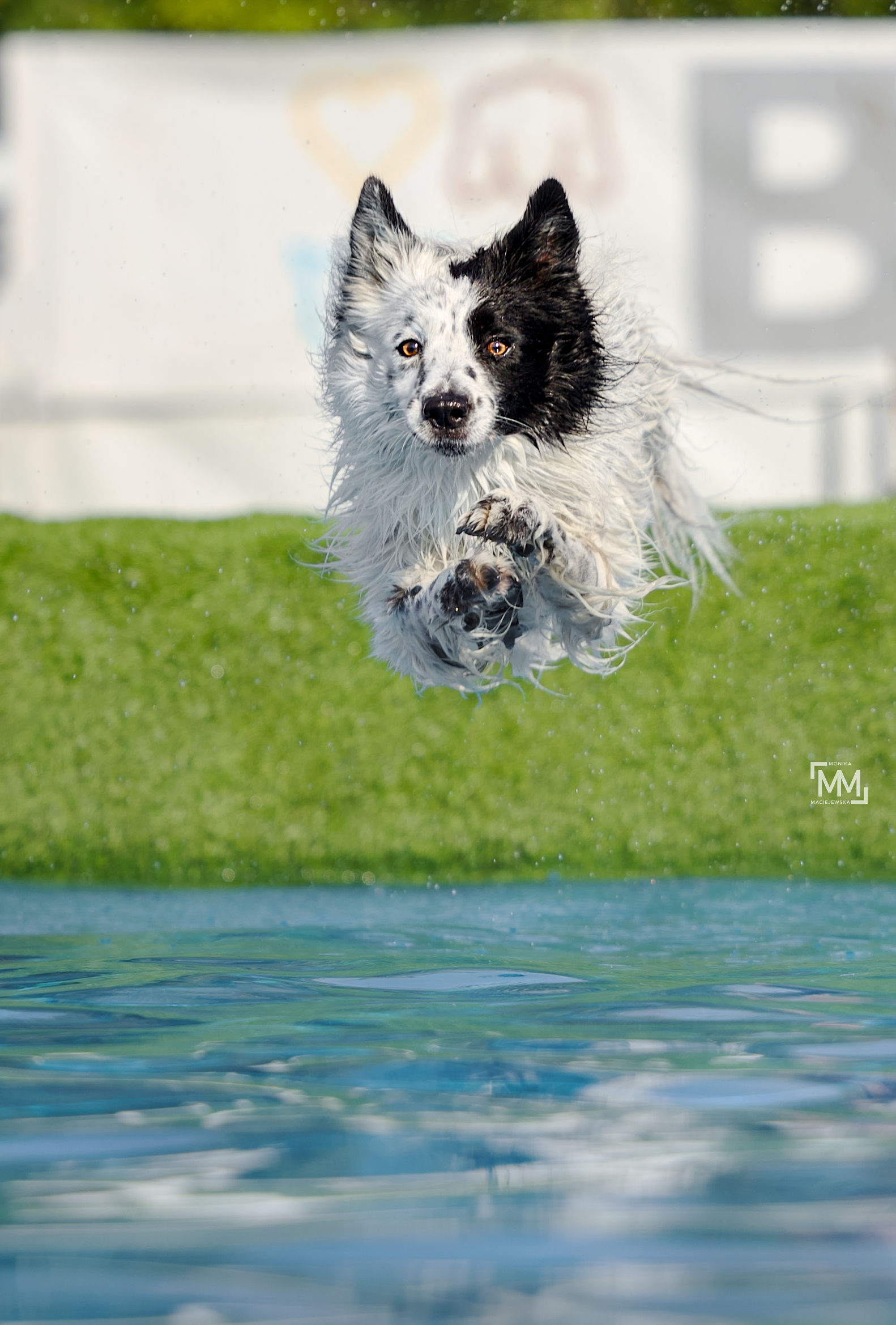 pies uprawiający dog diving na zawodach Latające Psy Warszawa na warszawskim Wilanowie