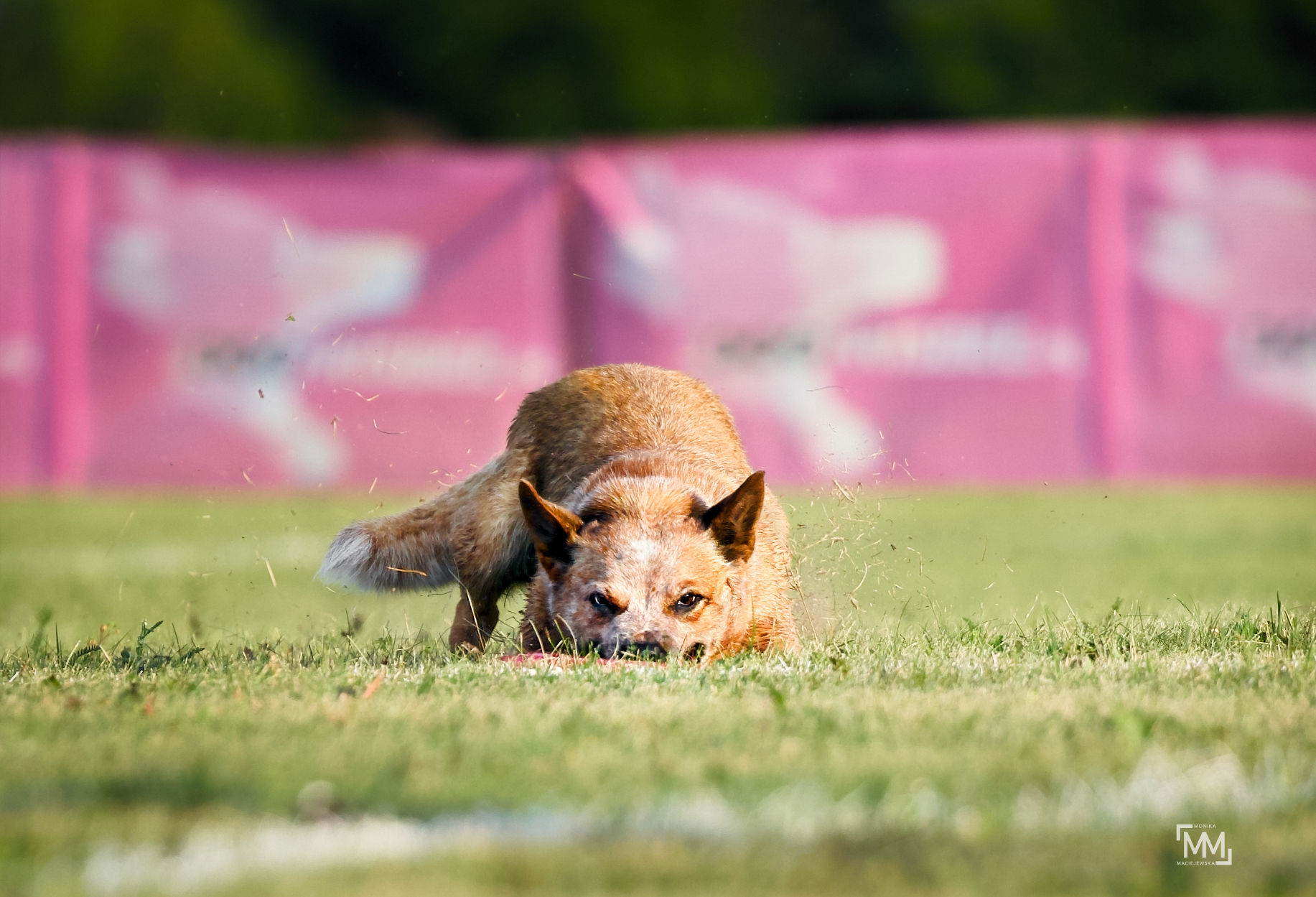 australian cattle dog łapie frisbee tuż przy ziemi z zawziętą miną na zawodach dog games