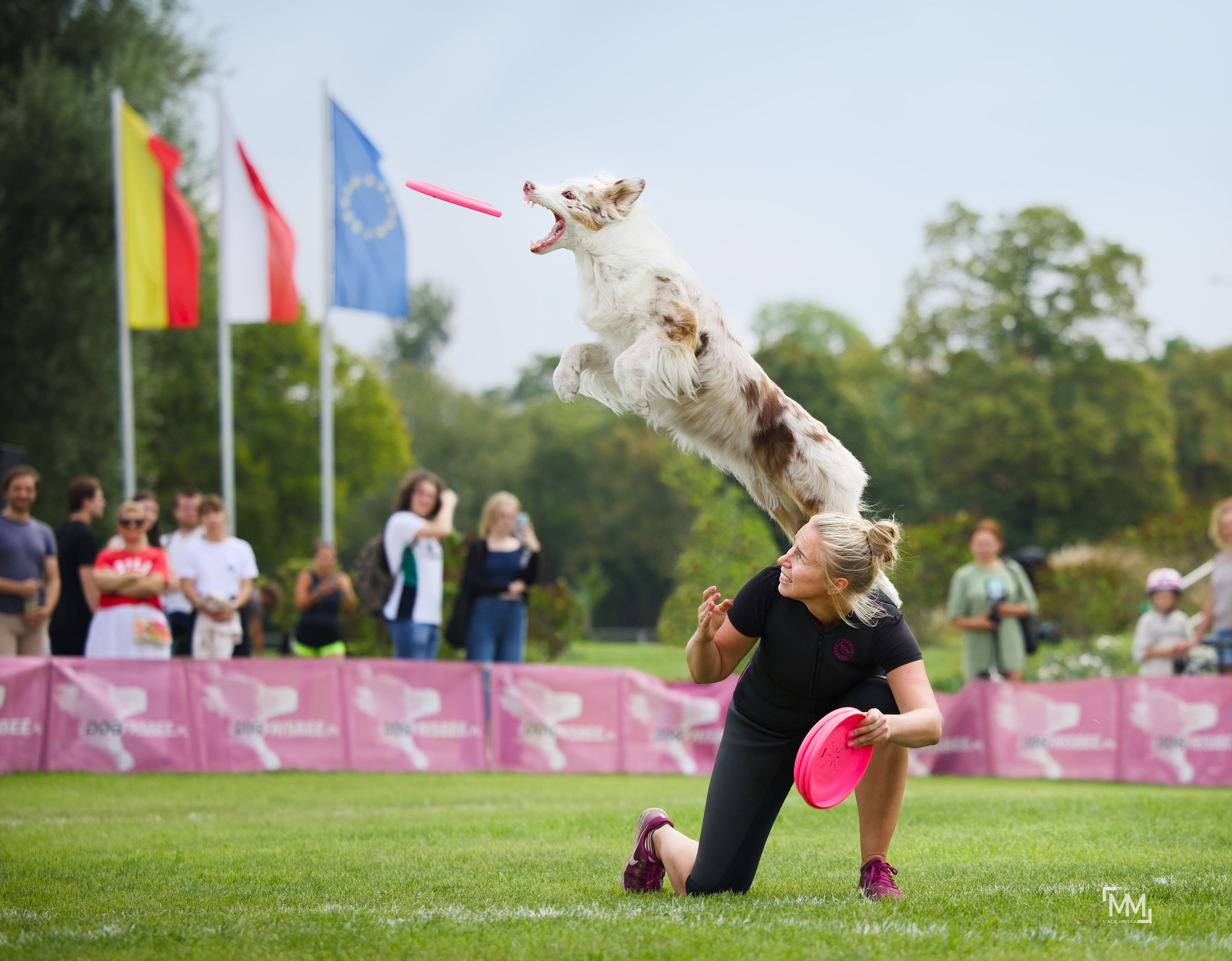 kobieta z psem robiącym back vault z pleców przewodnika żeby złapać frisbee na zawodach Latające Psy Warszawa i dużej publiczności na Wilanowie