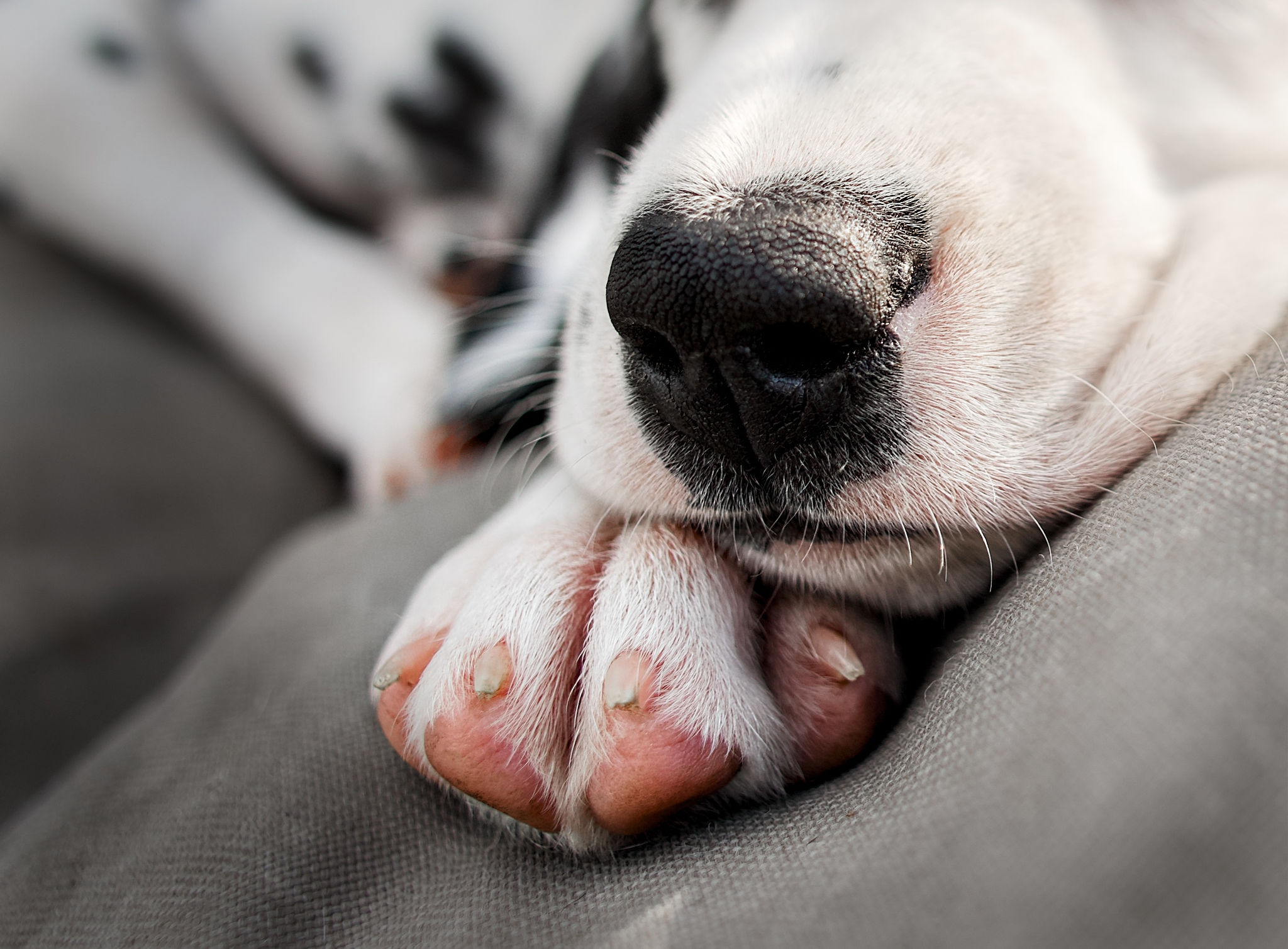 detal, zbliżenie na nosek i łapki szczeniaczka dalmatyńczyka