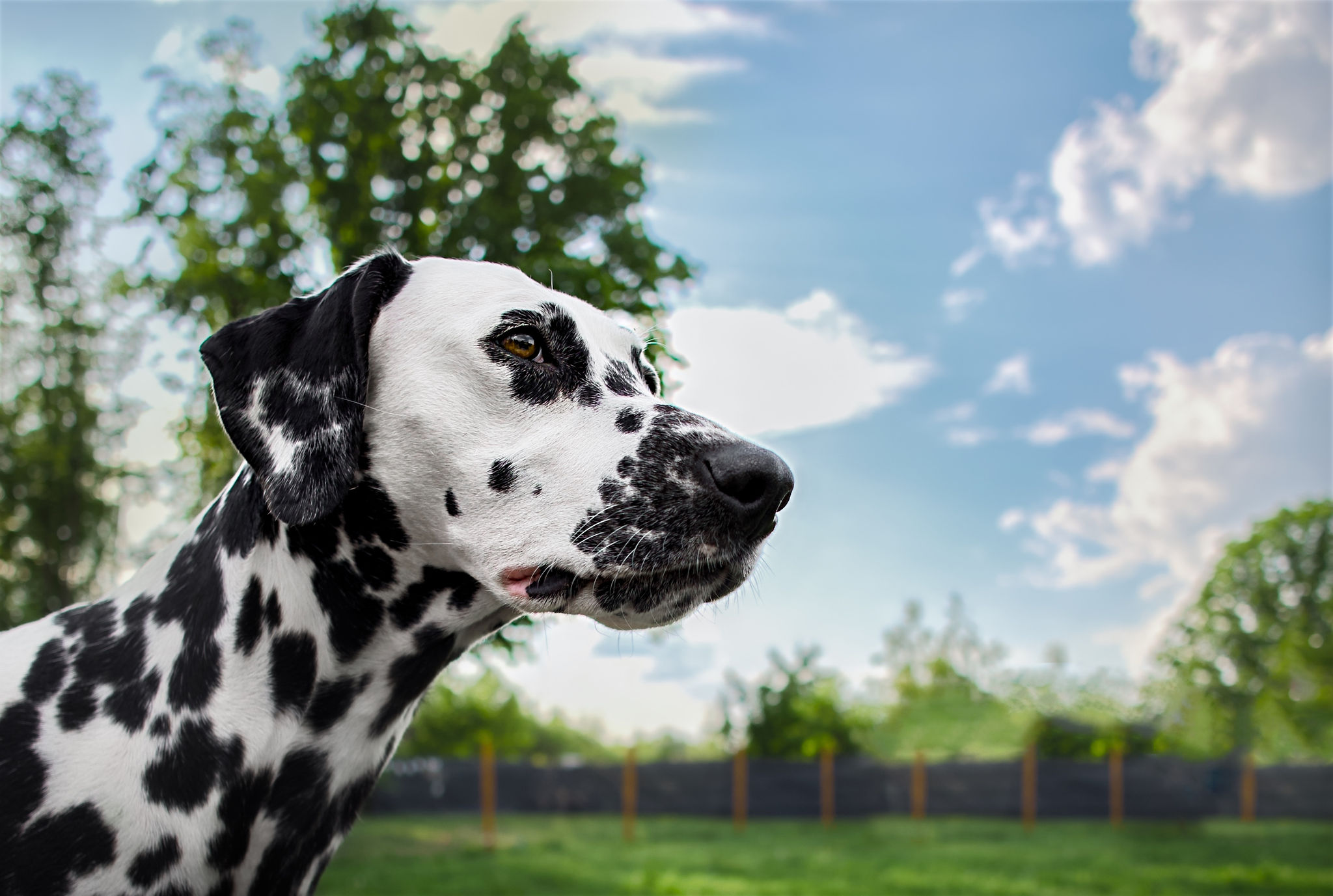 szerokokątny kadr z dalmatyńczykiem na tle pięknego nieba i zieleni