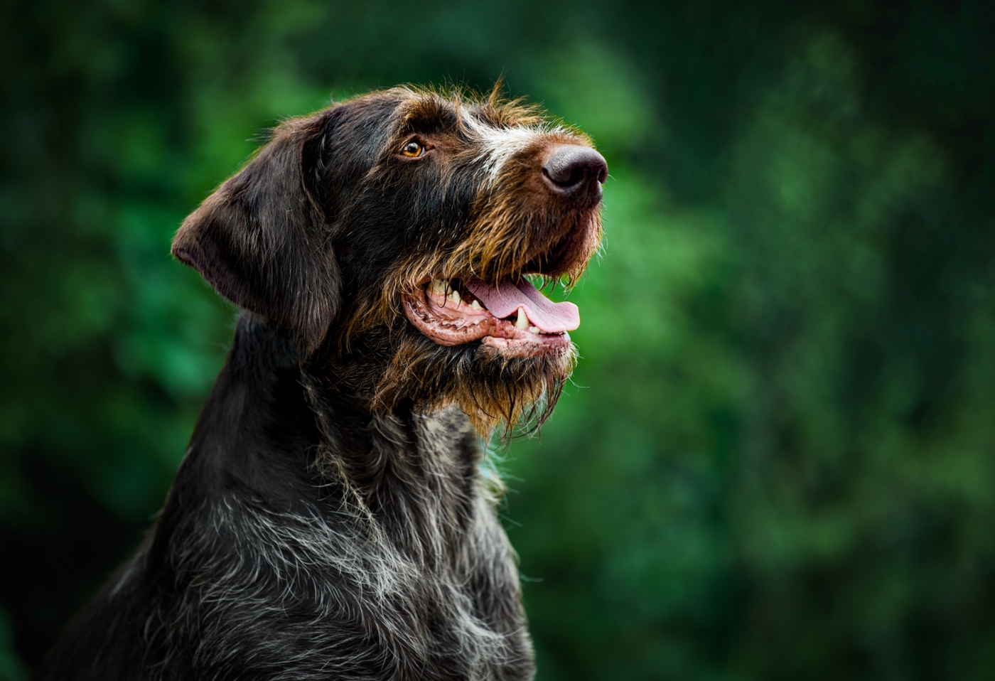 portret głowy wyżła niemieckiego szorstkowłosego