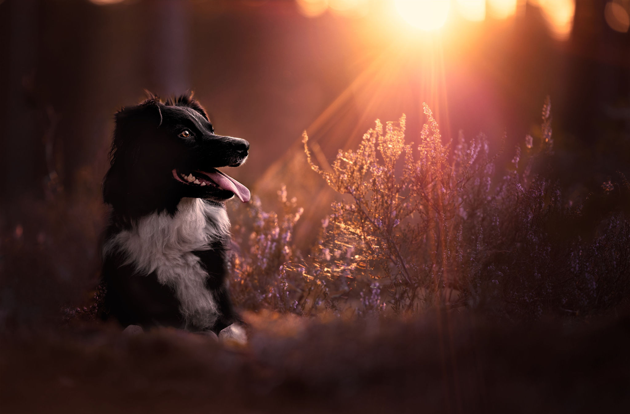 owczarek australijski we wrzosach o zachodzie słońca z przebijającymi promieniami słońca mocna obróbka zdjęcia