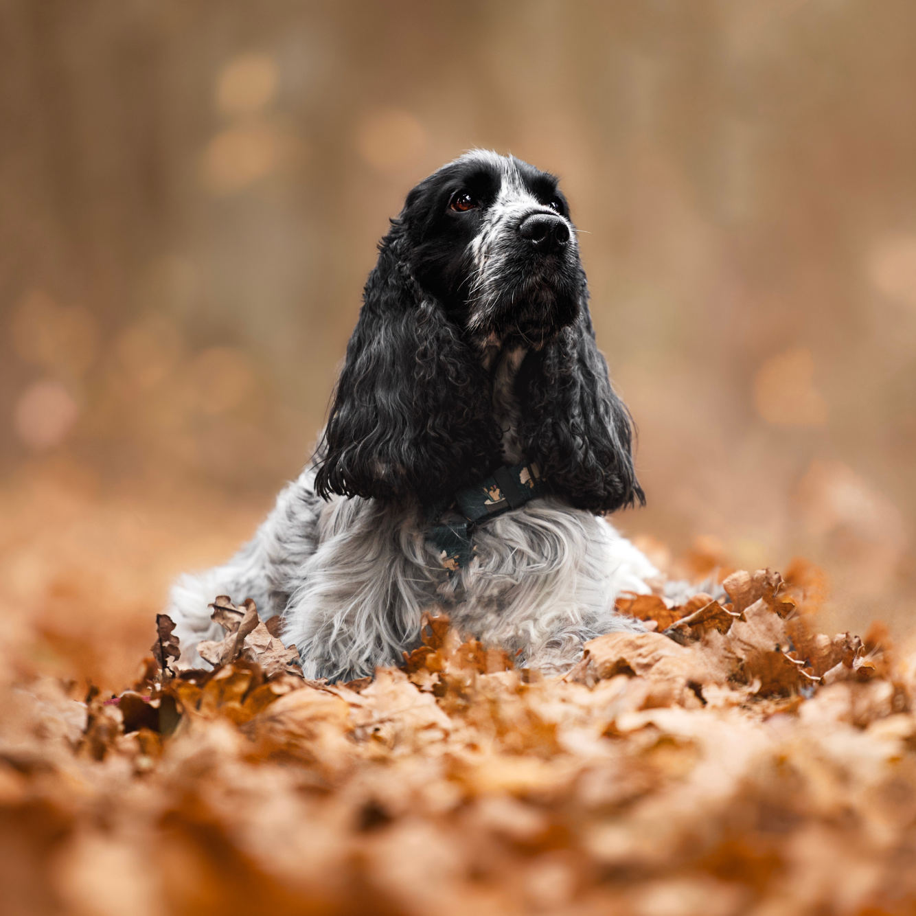 elegancki portret psa cocker spaniela w jesiennej scenerii