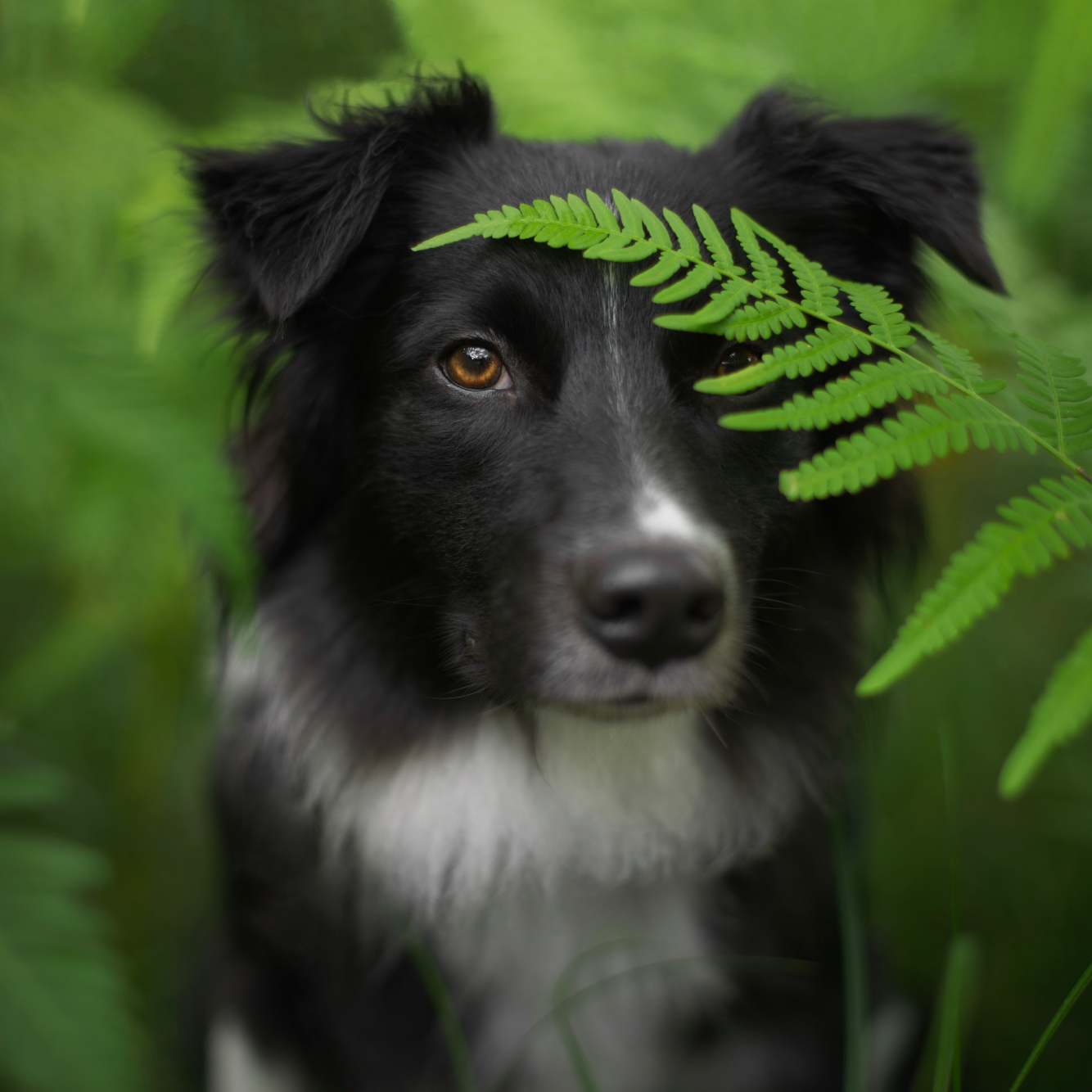 owczarek australijski bikolor portret w paprociach
