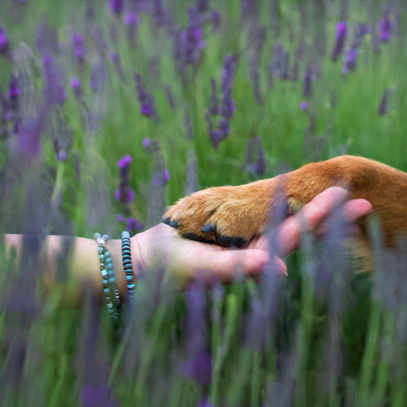 portret więzi psa z człowiekiem ręka i łapa wspólnie