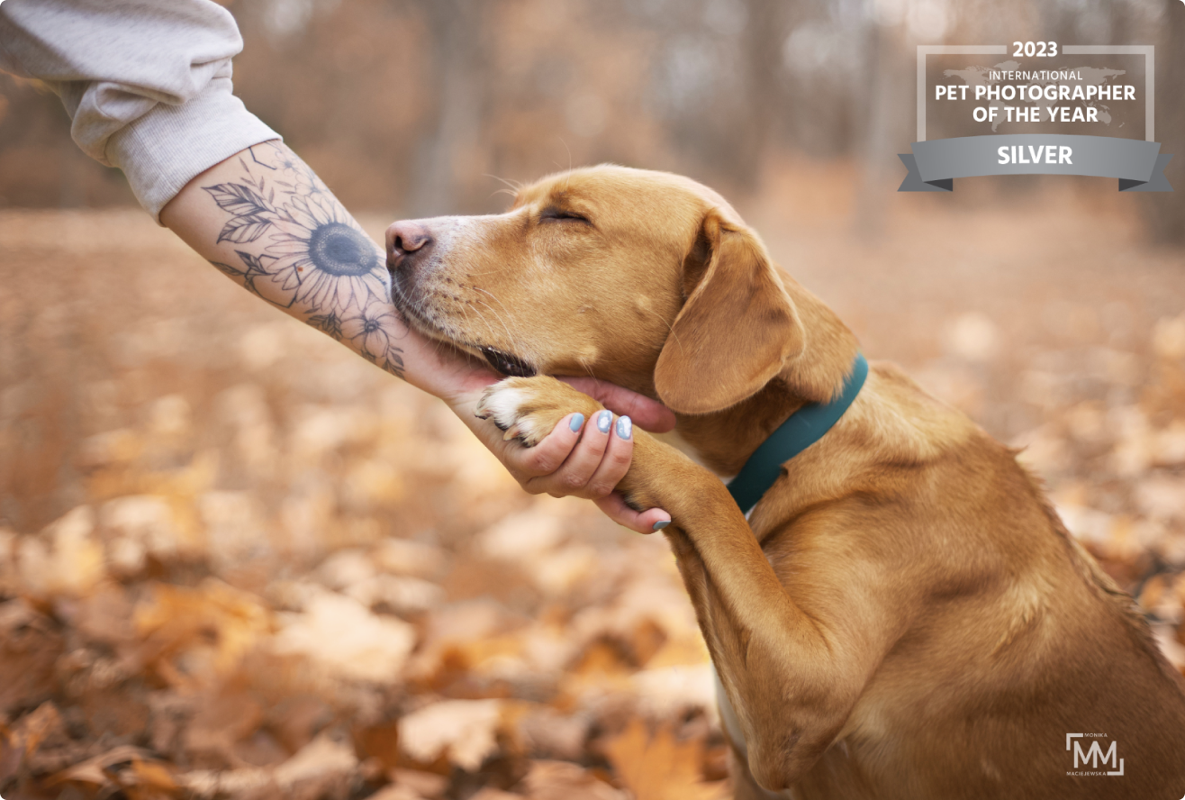 udokumentowanie więzi psa z właścicielem i emocji rudy kundelek z panią z tatuażem w jesiennej scenerii