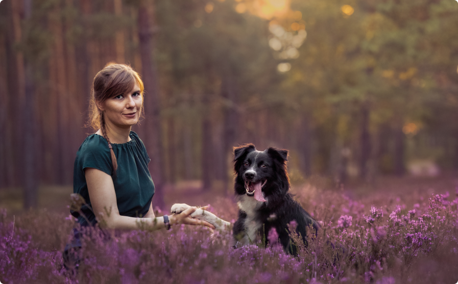 woman and Australian shepherd in the forest near Warsaw in heather field during sunset portrait