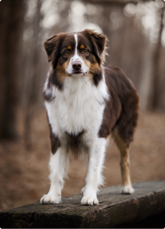 sesja w Piasecznie owczarka australijskiego brązowego trikolor w tle bokeh