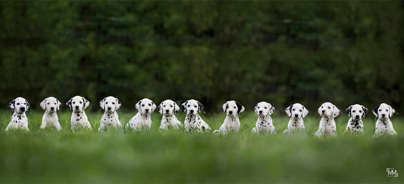 grupowa sesja zdjęciowa szczeniąt rasy dalmatyńczyk