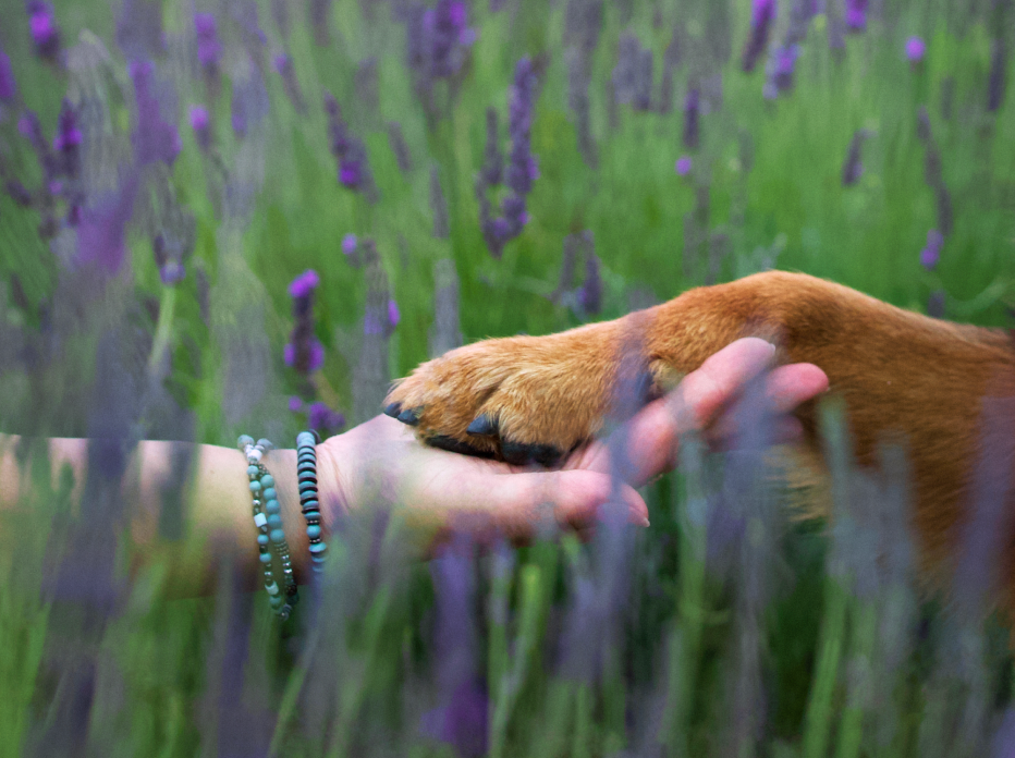 bond between human and dog shown by hand and paw together
