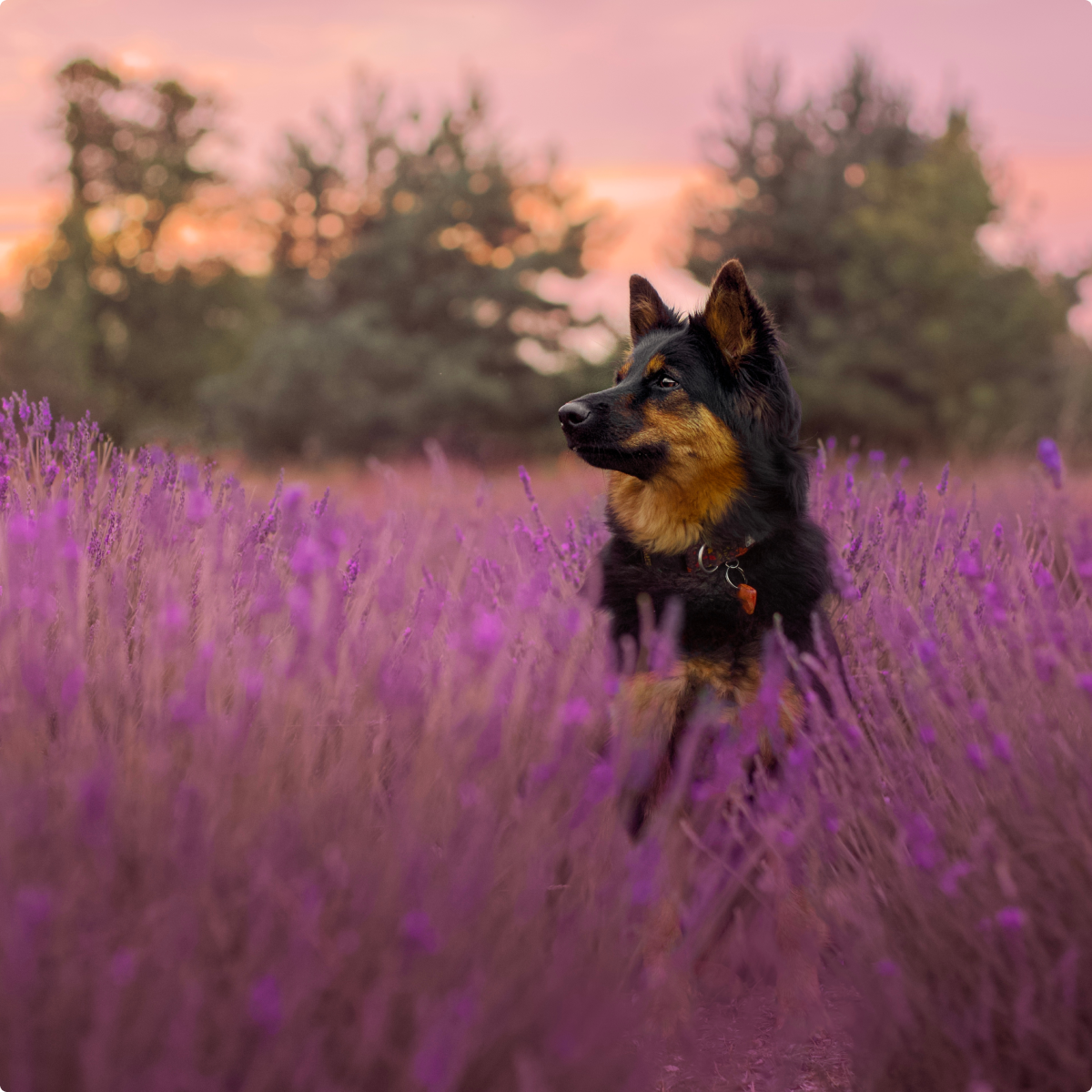 chodsky pes na polu lawendy pod Warszawą różowe barwy
