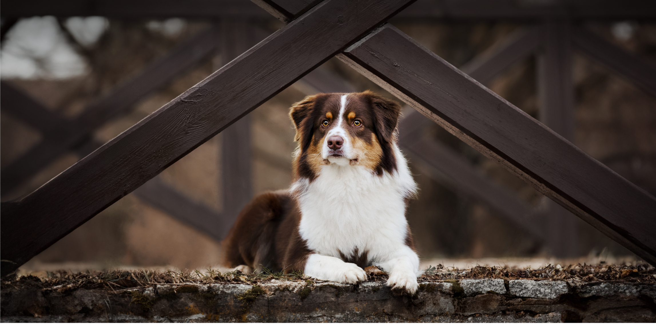 elegancki portret owczarka australijskiego w brązowych odcieniach w pięknej ramie z mostu