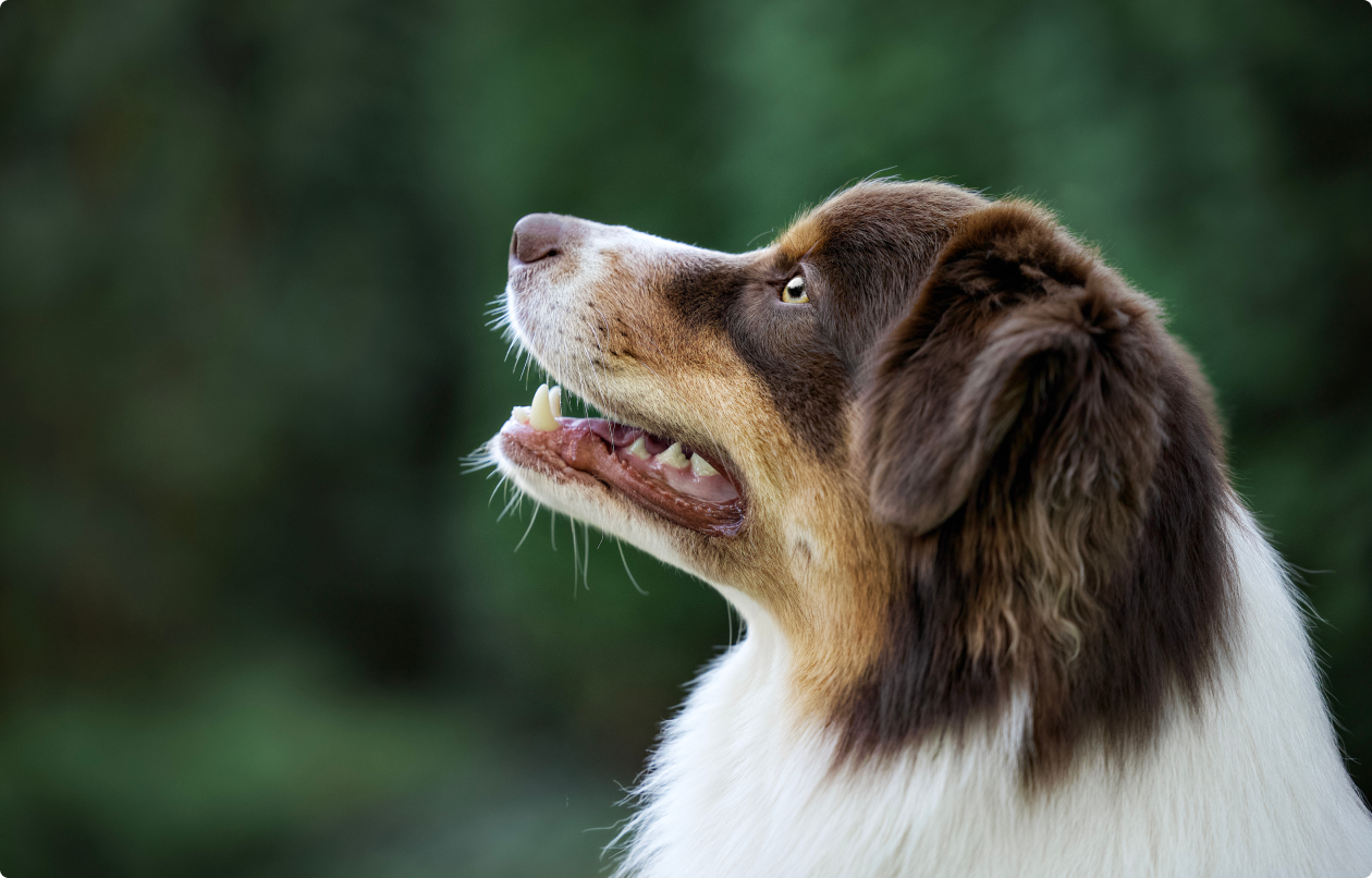 portret głowy dla reproduktora owczarka australijskiego kontrastujący z kolorem psa