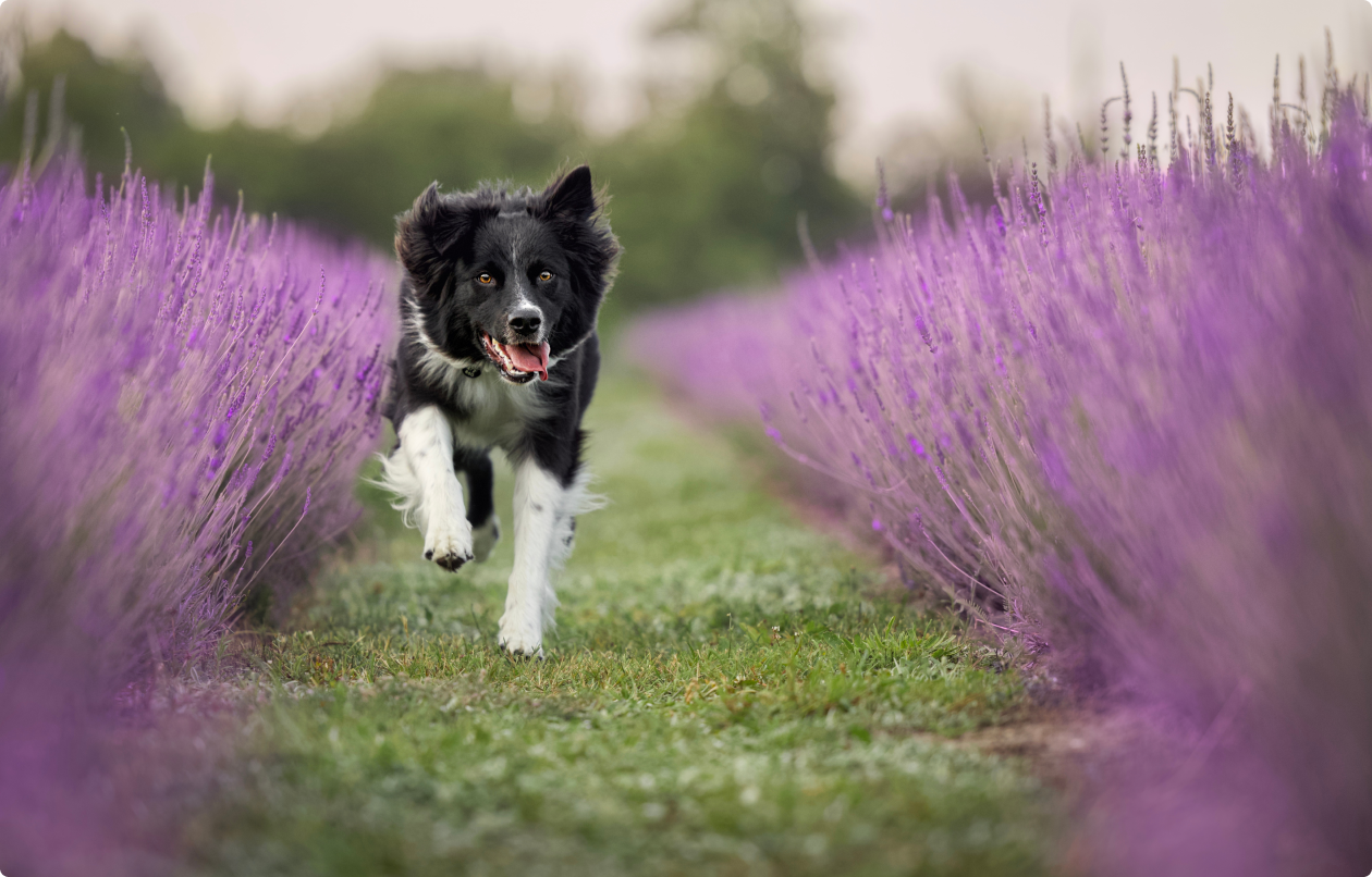 owczarek australijski bikolor biegnący przez pole lawendy zdjęcie pokazuje psa w ruchu