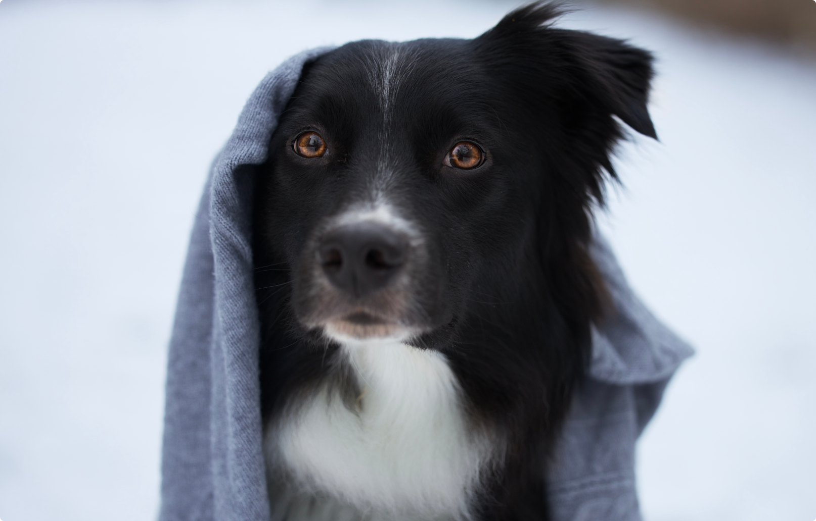 uroczy portret owczarka australijskiego w zimie pod kocem zakrywającym zawadiacko jedno ucho