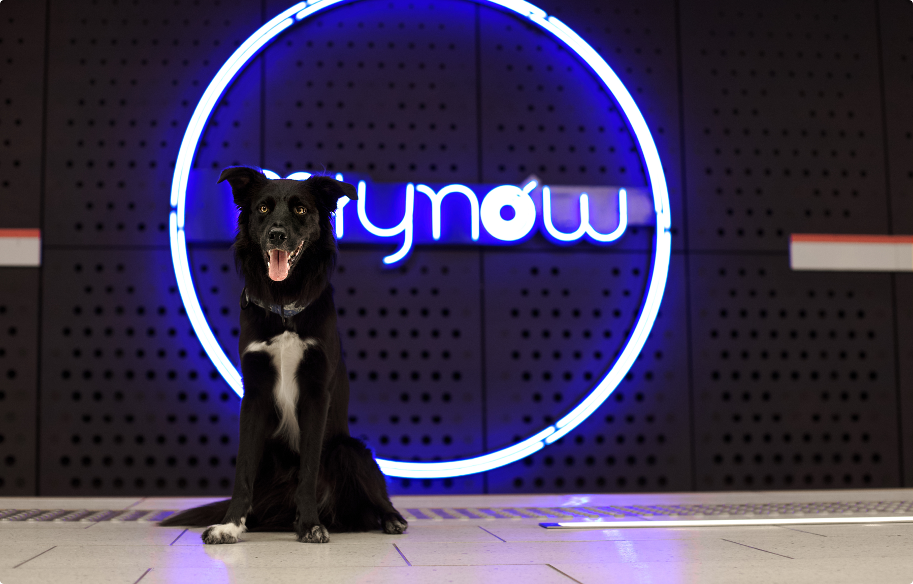 border collie, którego uszy zastępują literę M w warszawskim metrze młynów