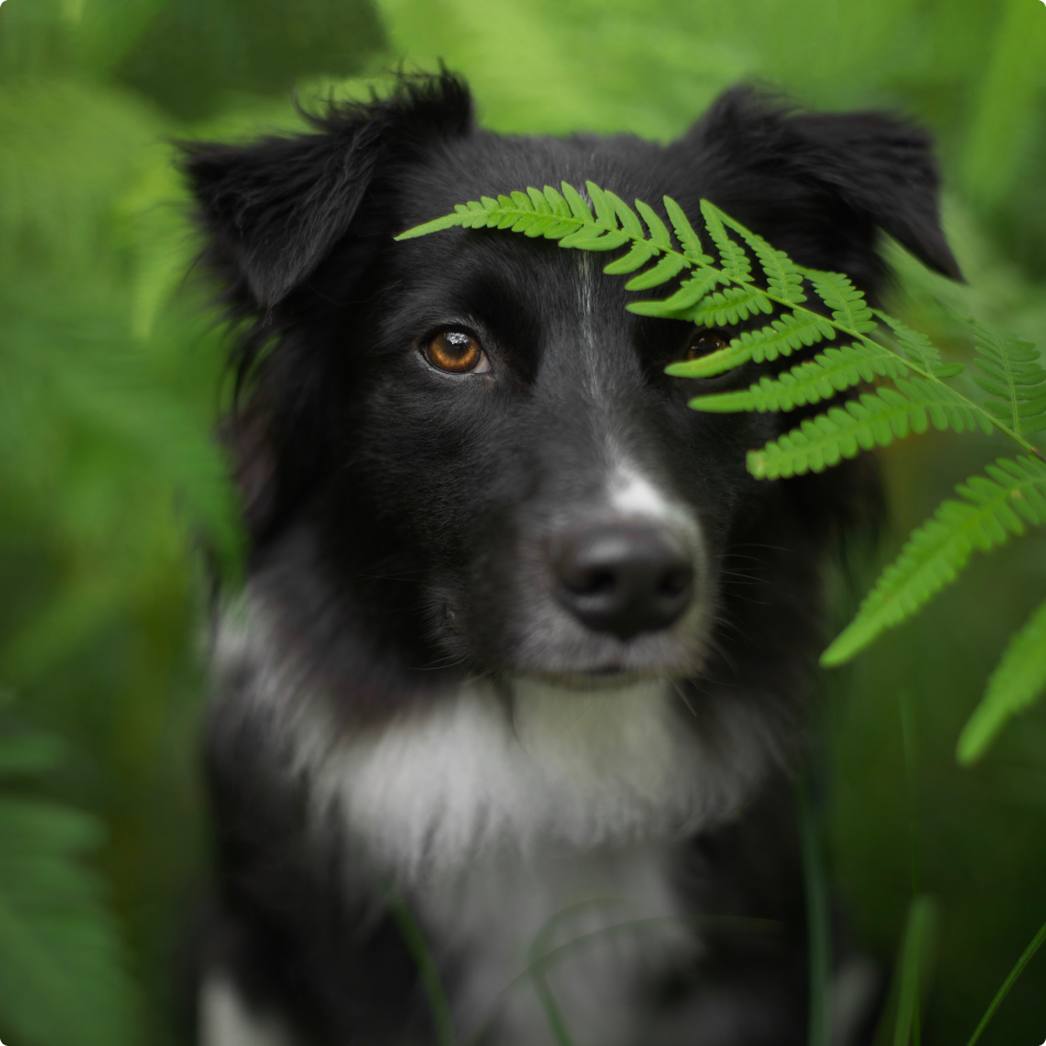 zabawny portret psa z liściem paproci zakrywającym jego oko jak piratowi
