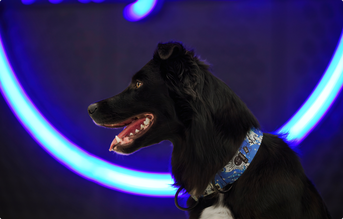 miejska sesja zdjęciowa w metrze w Warszawie z psem border collie reklamującym obrożę