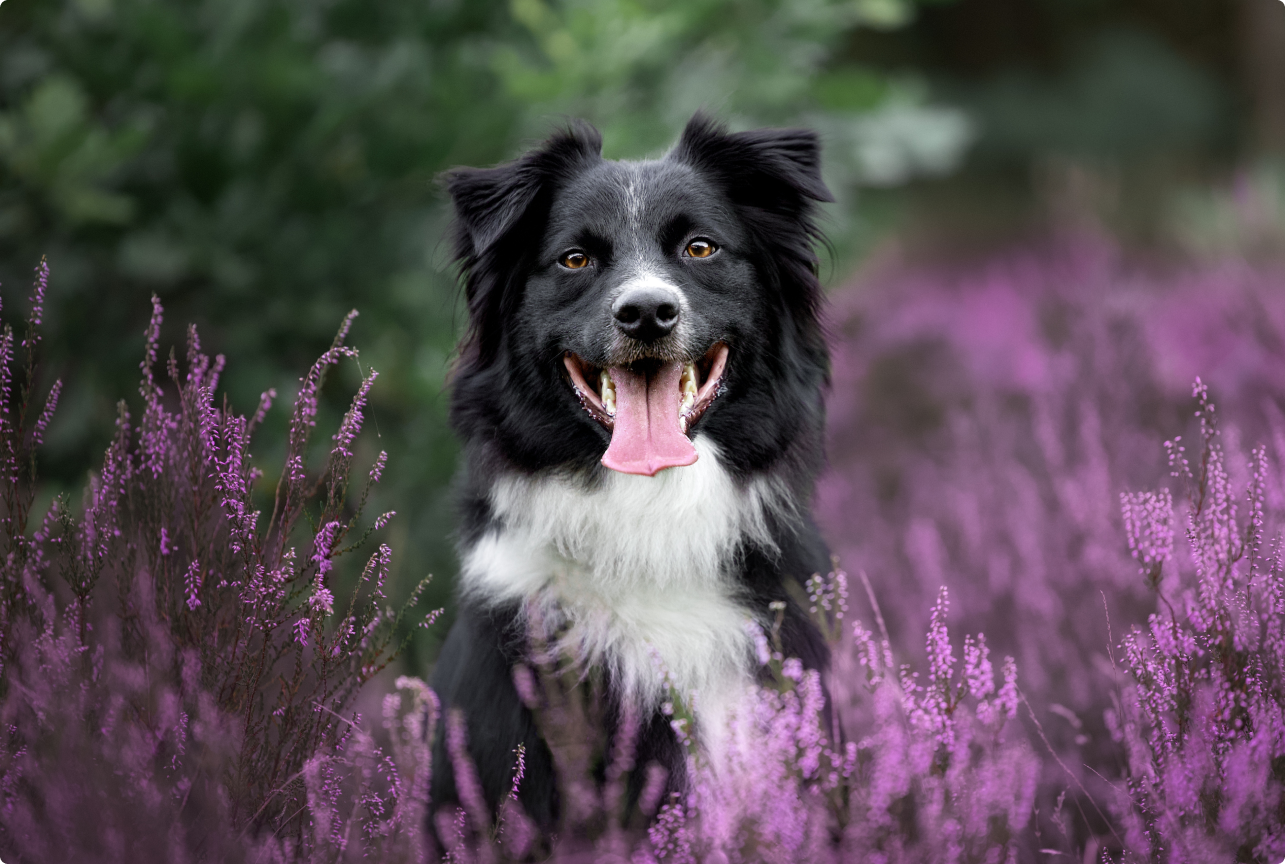 radosny owczarek australijski we wrzosach w ciemnozielonych i fioletowych barwach