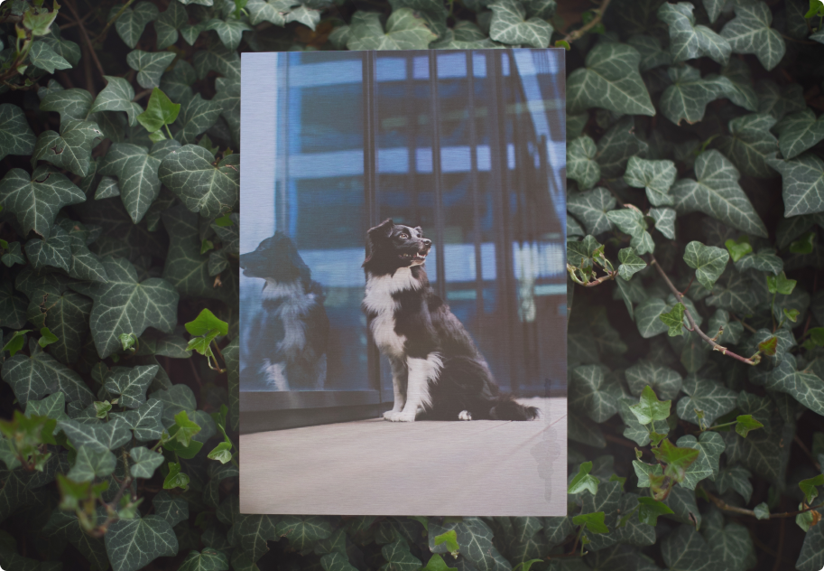 wall art alu dibond powieszony na ścianie bluszczu przedstawia psa w biznesowym centrum miasta